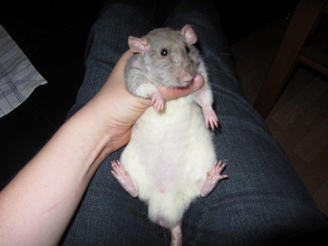 Tamrotte Heimdal billede 3