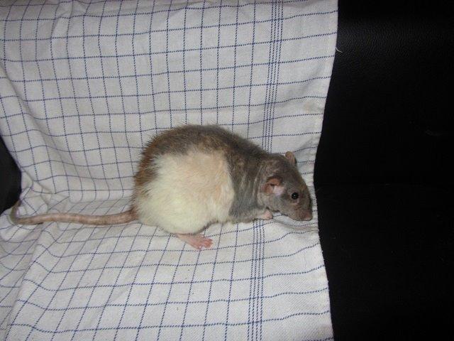 Tamrotte Heimdal billede 4