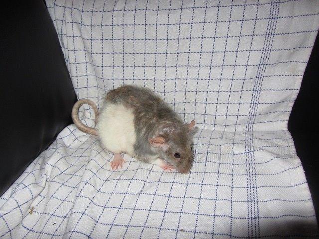 Tamrotte Heimdal billede 5