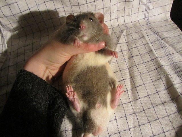 Tamrotte Figaro billede 1