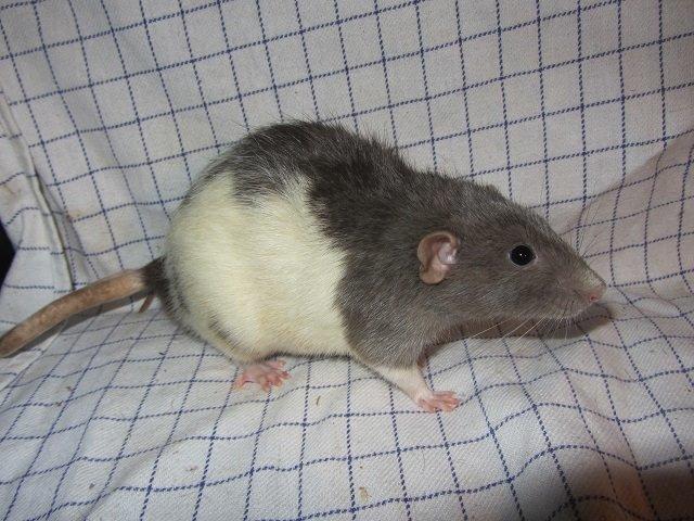 Tamrotte Figaro billede 2