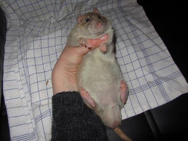 Tamrotte Mino billede 1