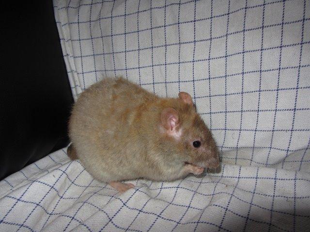 Tamrotte Mino billede 2