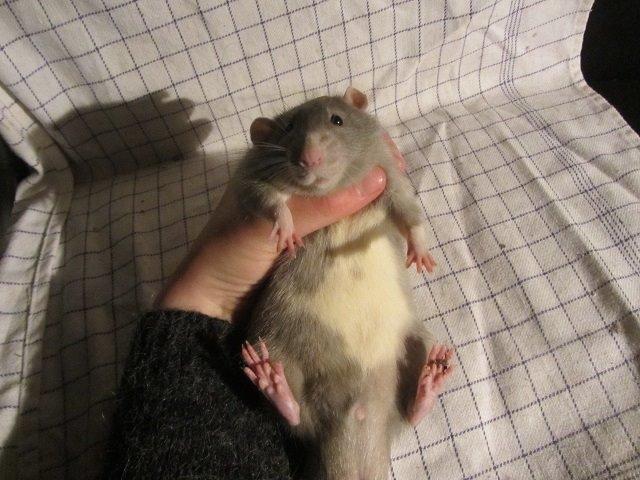 Tamrotte Comet billede 1