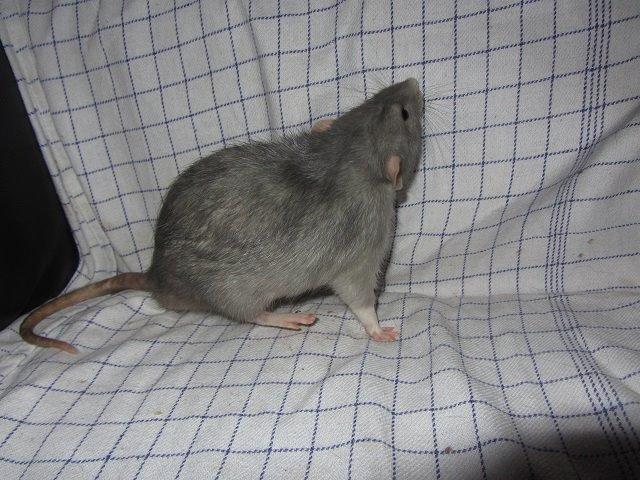 Tamrotte Comet billede 2