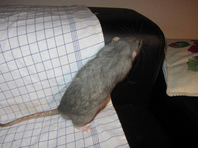 Tamrotte Comet billede 3