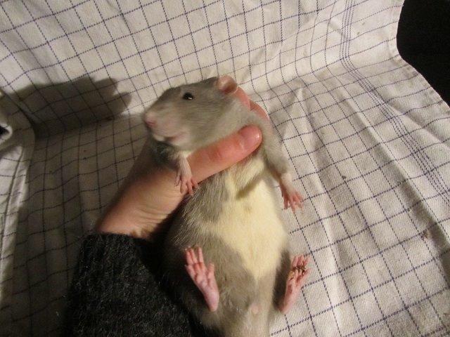 Tamrotte Comet billede 5