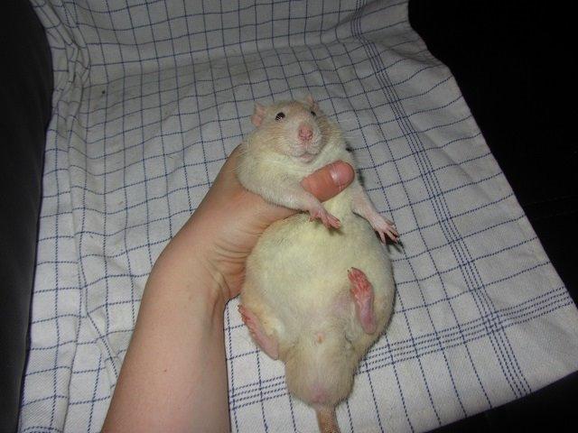 Tamrotte Birge billede 1