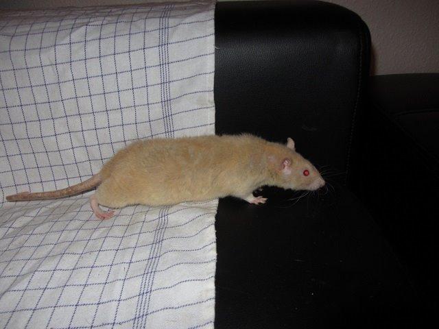 Tamrotte Birge billede 2