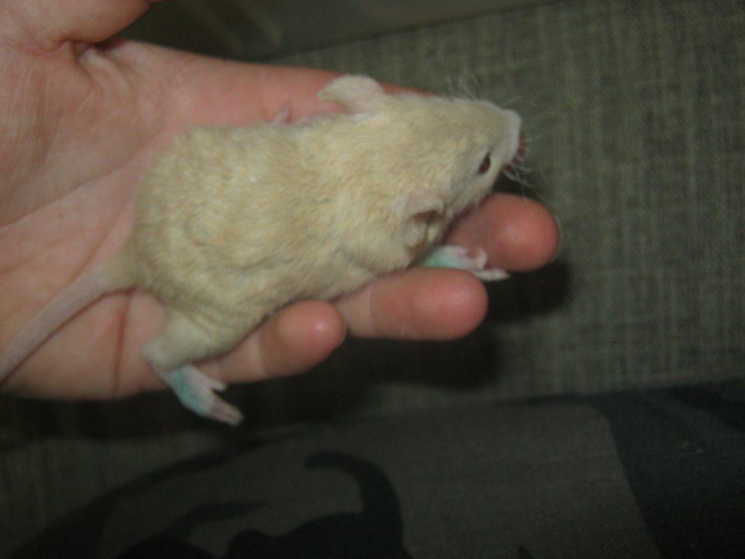 Tamrotte Birge billede 5