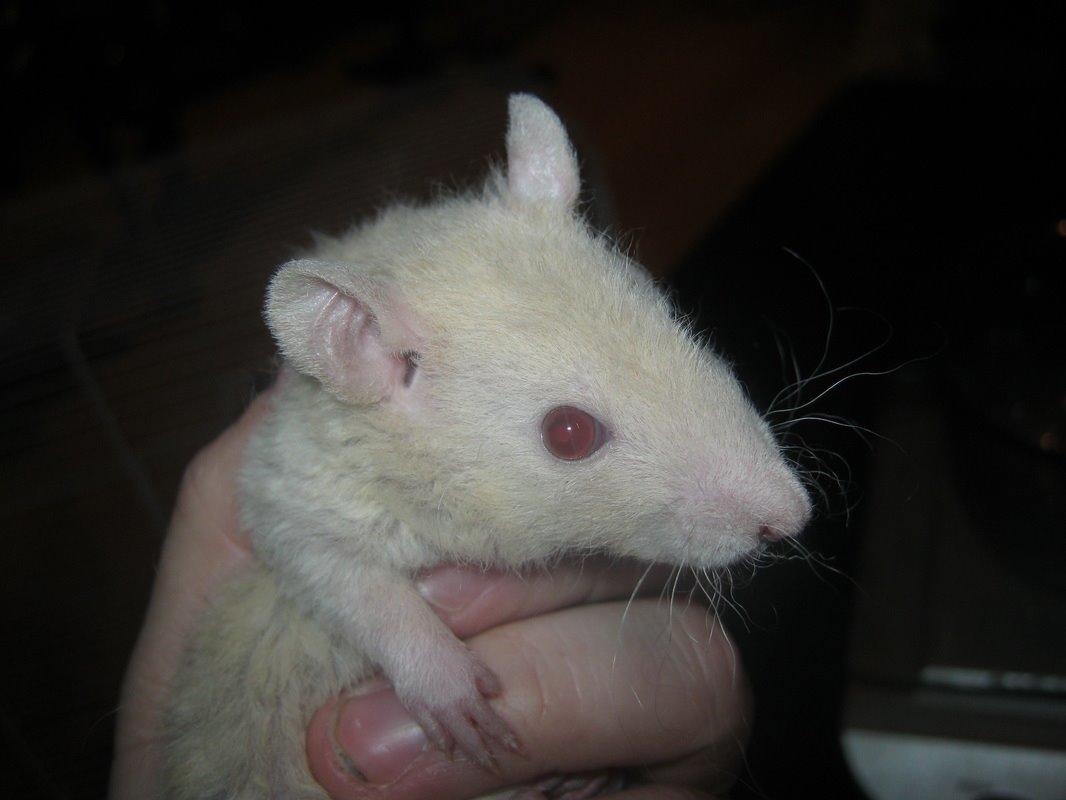 Tamrotte Birge billede 4