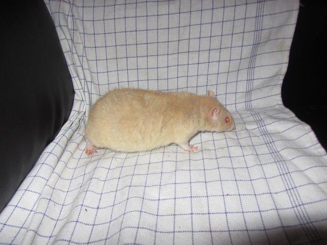 Tamrotte Birge billede 3