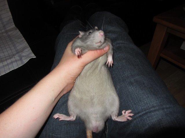 Tamrotte Argon billede 1