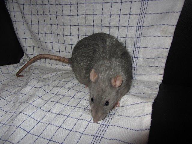 Tamrotte Argon billede 2