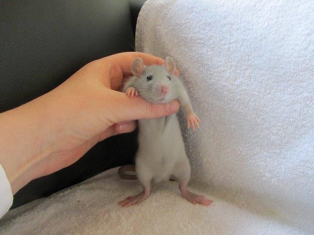 Tamrotte Argon billede 3