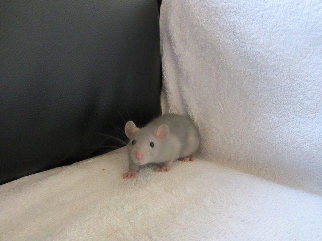 Tamrotte Argon billede 4