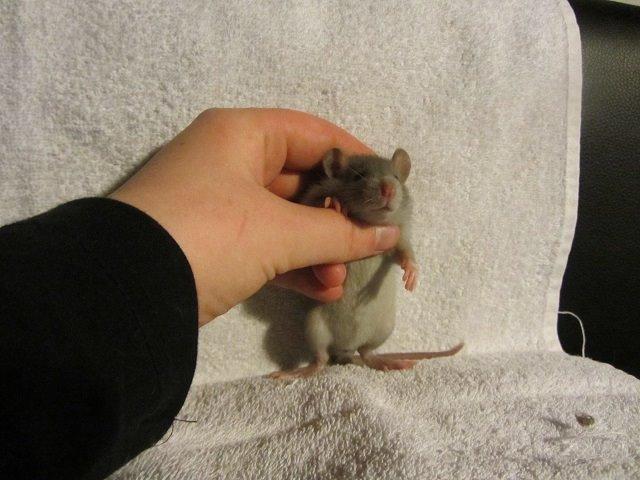 Tamrotte Argon billede 5