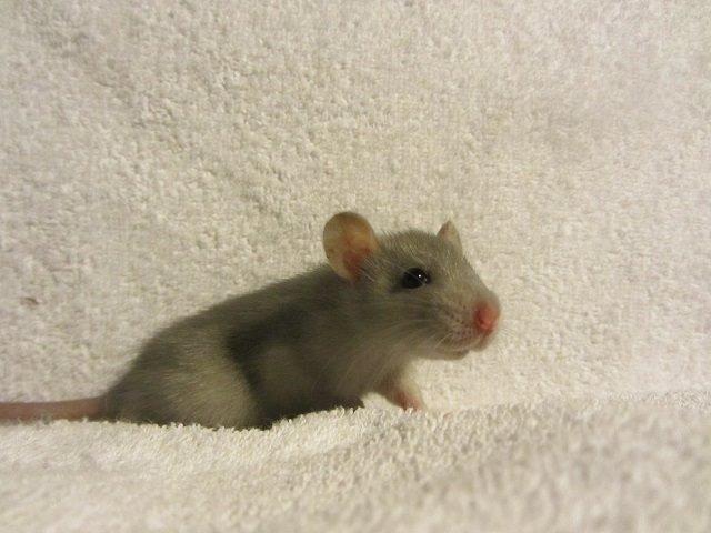 Tamrotte Argon billede 6