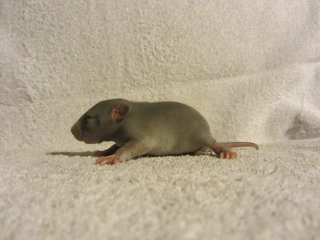 Tamrotte Argon billede 7