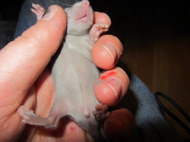 Tamrotte Argon billede 8