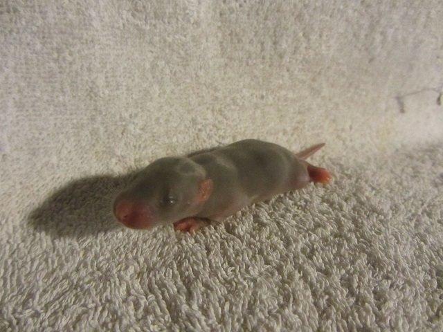 Tamrotte Argon billede 9