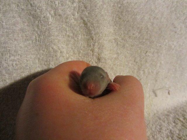 Tamrotte Argon billede 10