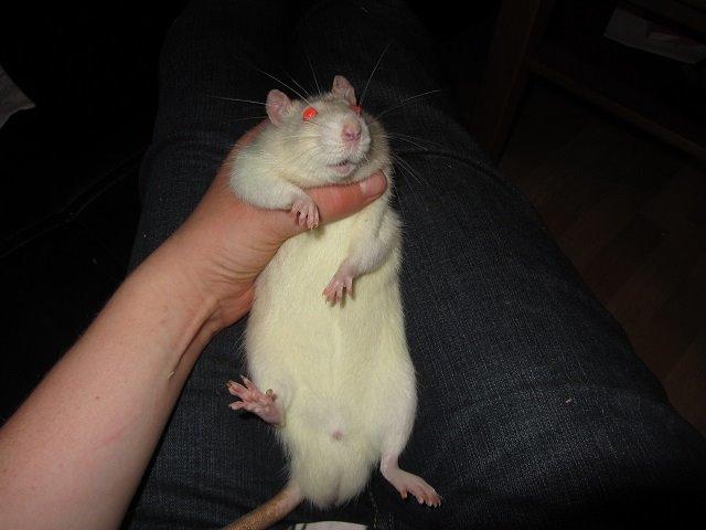 Tamrotte Ozzy billede 1