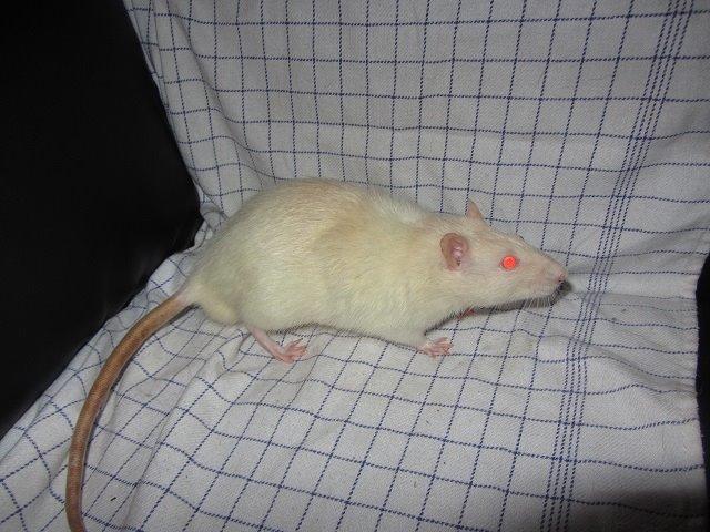 Tamrotte Ozzy billede 2