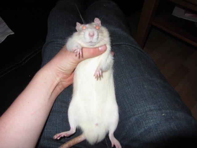 Tamrotte Ozzy billede 3