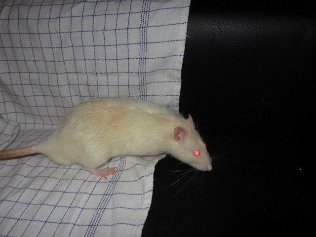 Tamrotte Ozzy billede 4