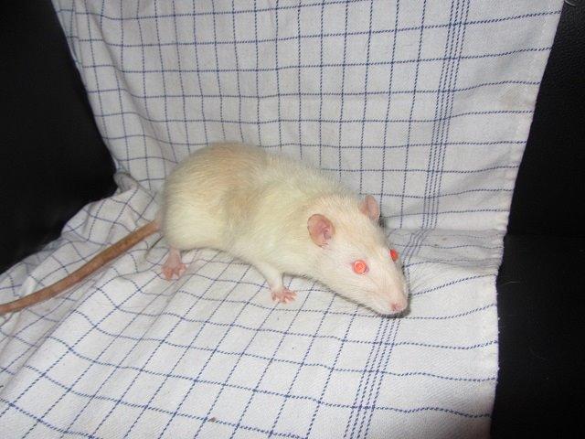 Tamrotte Ozzy billede 5