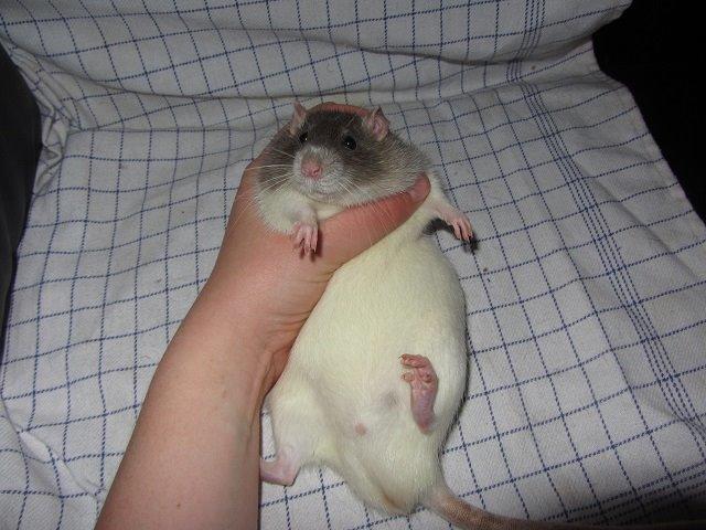 Tamrotte Tim billede 1