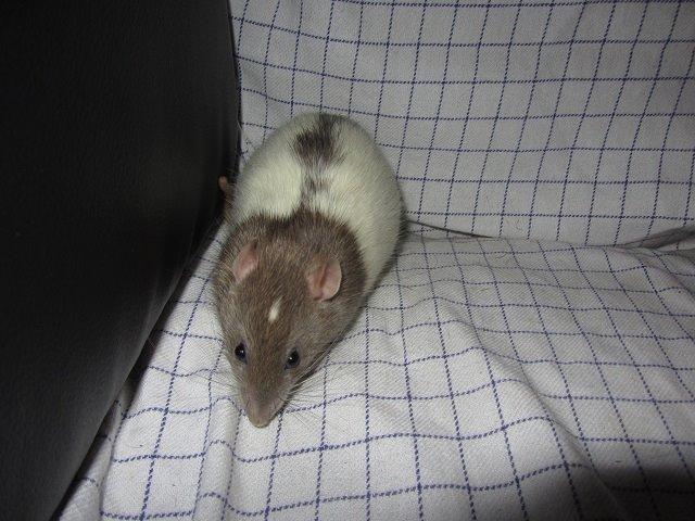 Tamrotte Tim billede 2