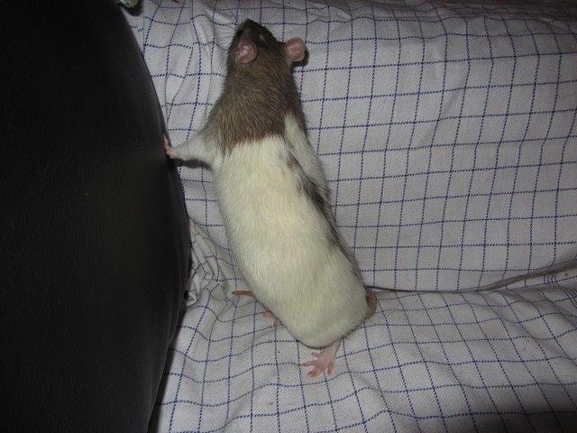 Tamrotte Tim billede 3