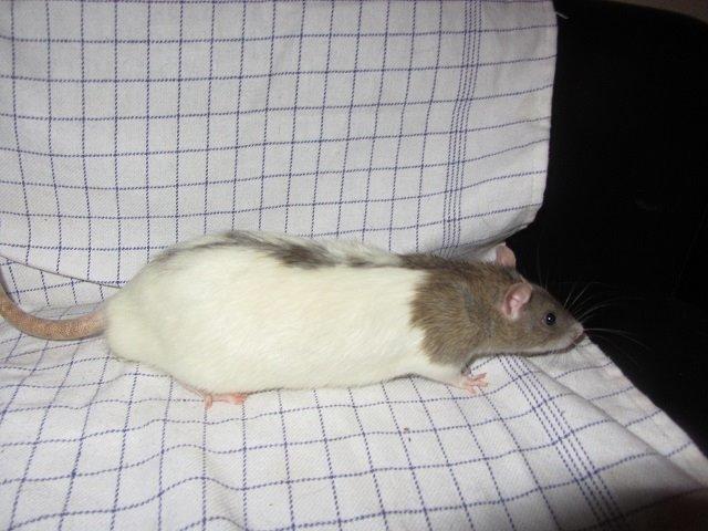 Tamrotte Tim billede 4