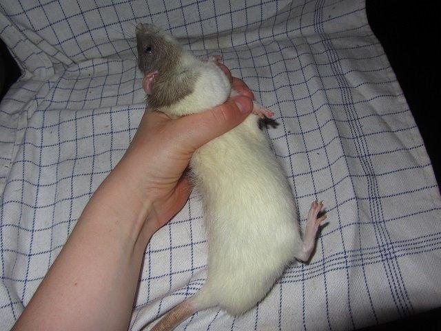 Tamrotte Tim billede 5