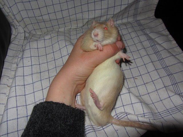 Tamrotte Ely billede 1