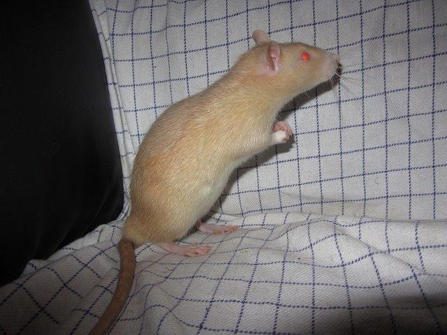 Tamrotte Ely billede 2