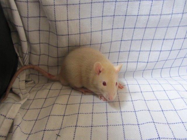 Tamrotte Ely billede 3