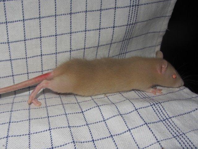 Tamrotte Ely billede 4