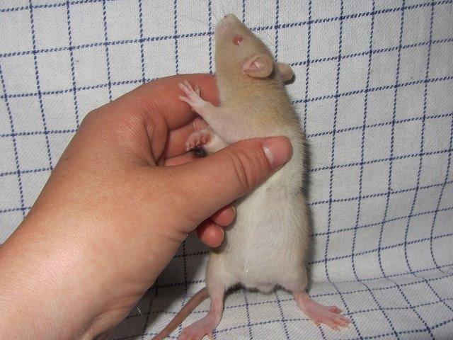 Tamrotte Ely billede 5