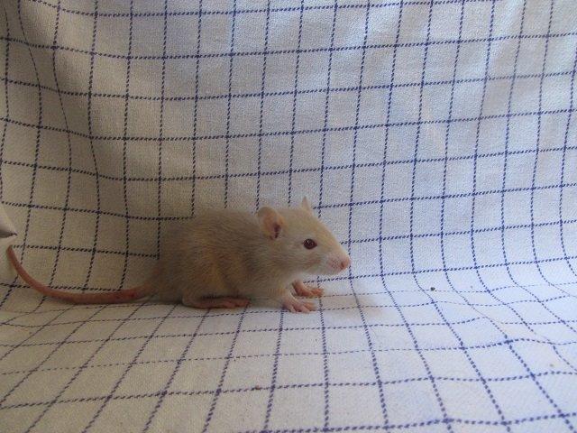 Tamrotte Ely billede 6