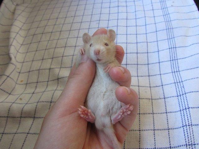 Tamrotte Ely billede 7