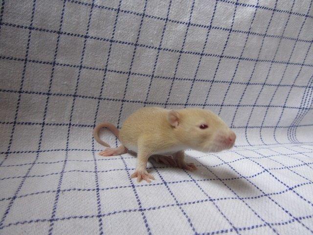 Tamrotte Ely billede 8