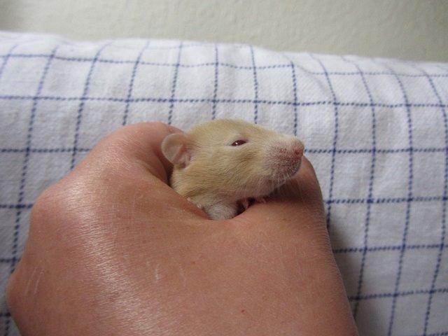 Tamrotte Ely billede 9