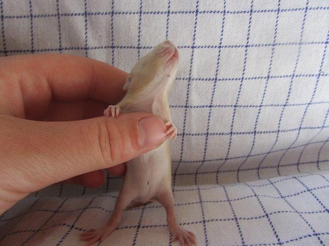 Tamrotte Ely billede 10