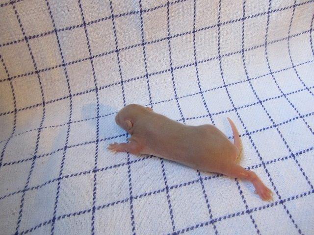 Tamrotte Ely billede 11