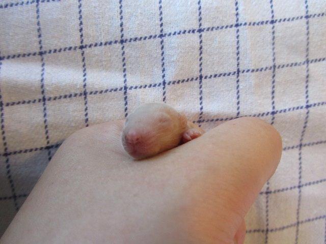 Tamrotte Ely billede 12