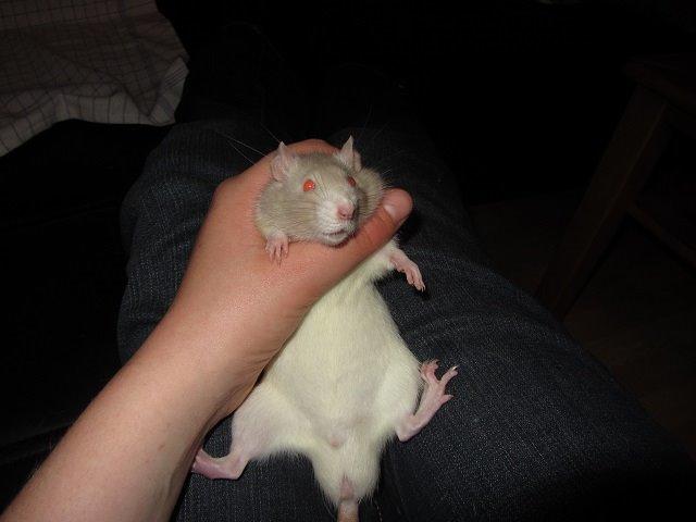 Tamrotte Anton billede 1