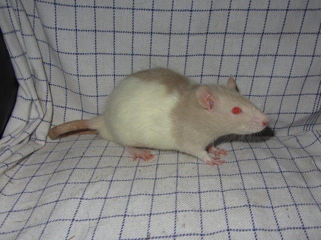 Tamrotte Anton billede 2